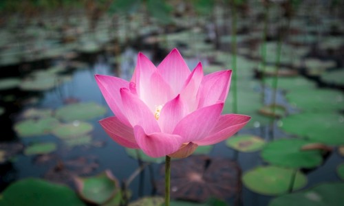 健康的素菜吃法图片-健康的素菜吃法有哪些-健康的素菜吃法有哪些,中国健康的素菜吃法网站